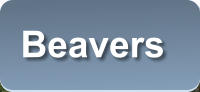 Beavers